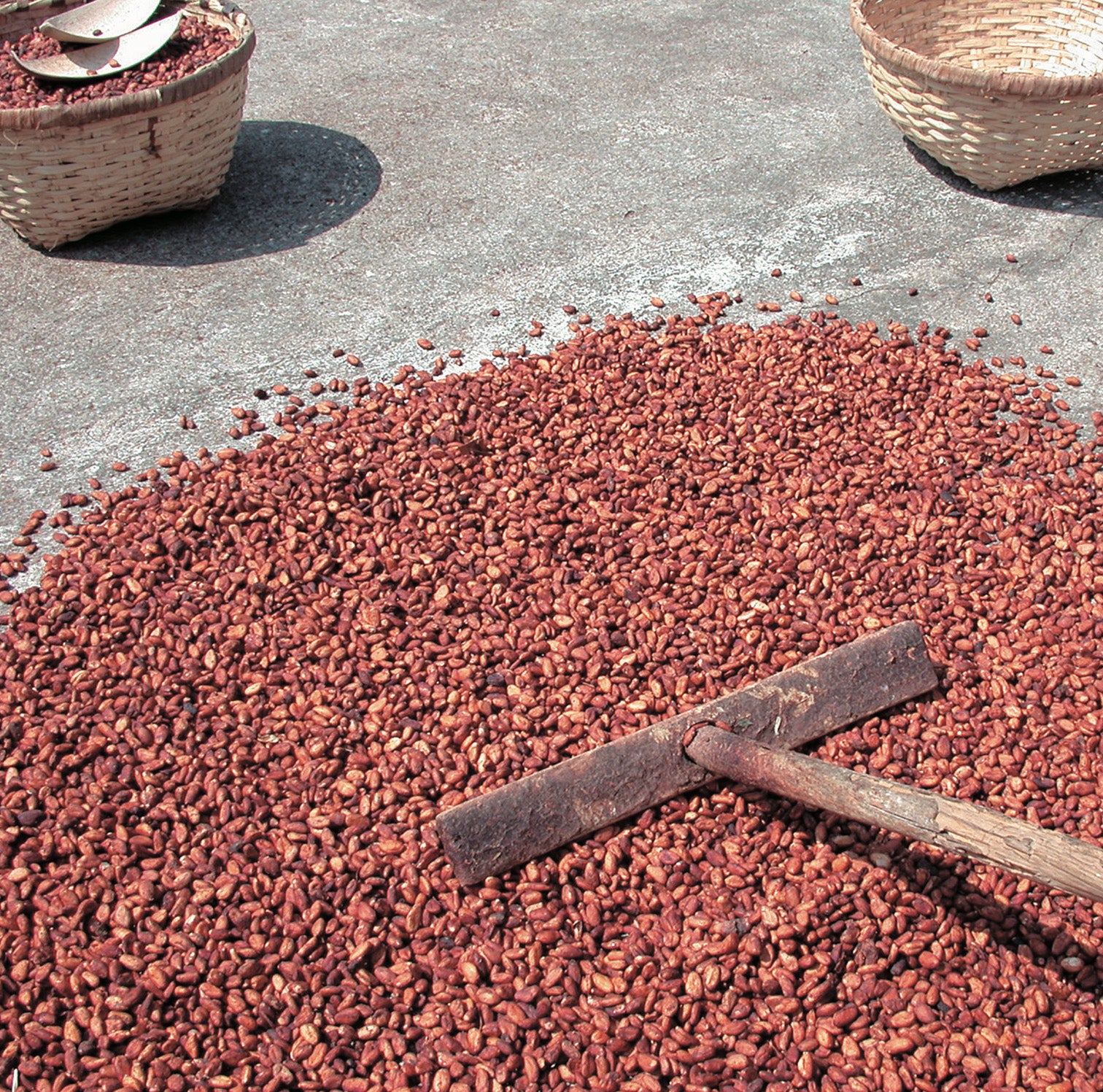 カカオ様 サントドミンゴ カカオ 71% – CACAO SAMPAKA